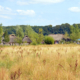 Weizenfeld im Vordergrund und im Hintergrund alte Reetdachhäuser.