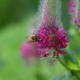 Pinke Pflanze die gerade von einer Hummel bestäubt wird. Grüner verschwommener Hintergrund.